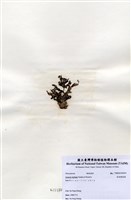 藏品(有柄褐扇藻)的圖片